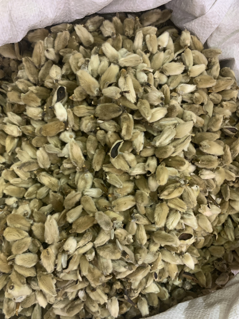 辛夷花一公斤起批无硫磺熏蒸