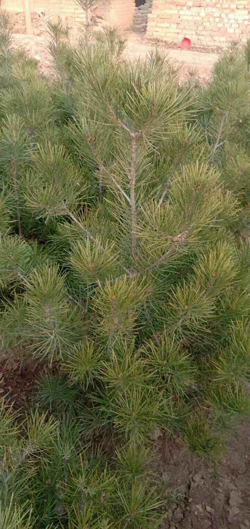 供应自己地里白皮松质量杠杠的