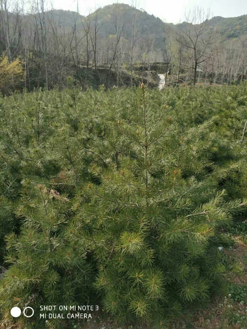 供应自己地里白皮松质量杠杠的