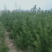供应自己地里白皮松质量杠杠的