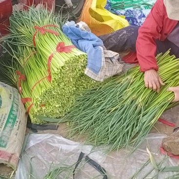 蒜苔，大蒜新鲜上市，质量保证量大从优，欢迎订购