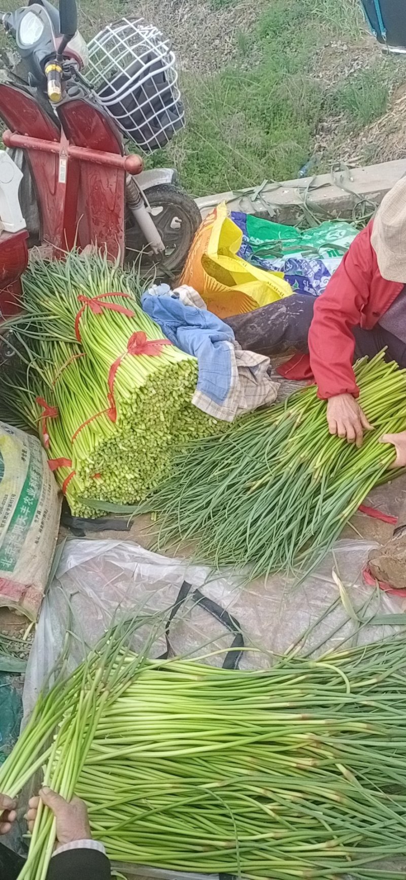 蒜苔，大蒜新鲜上市，质量保证量大从优，欢迎订购