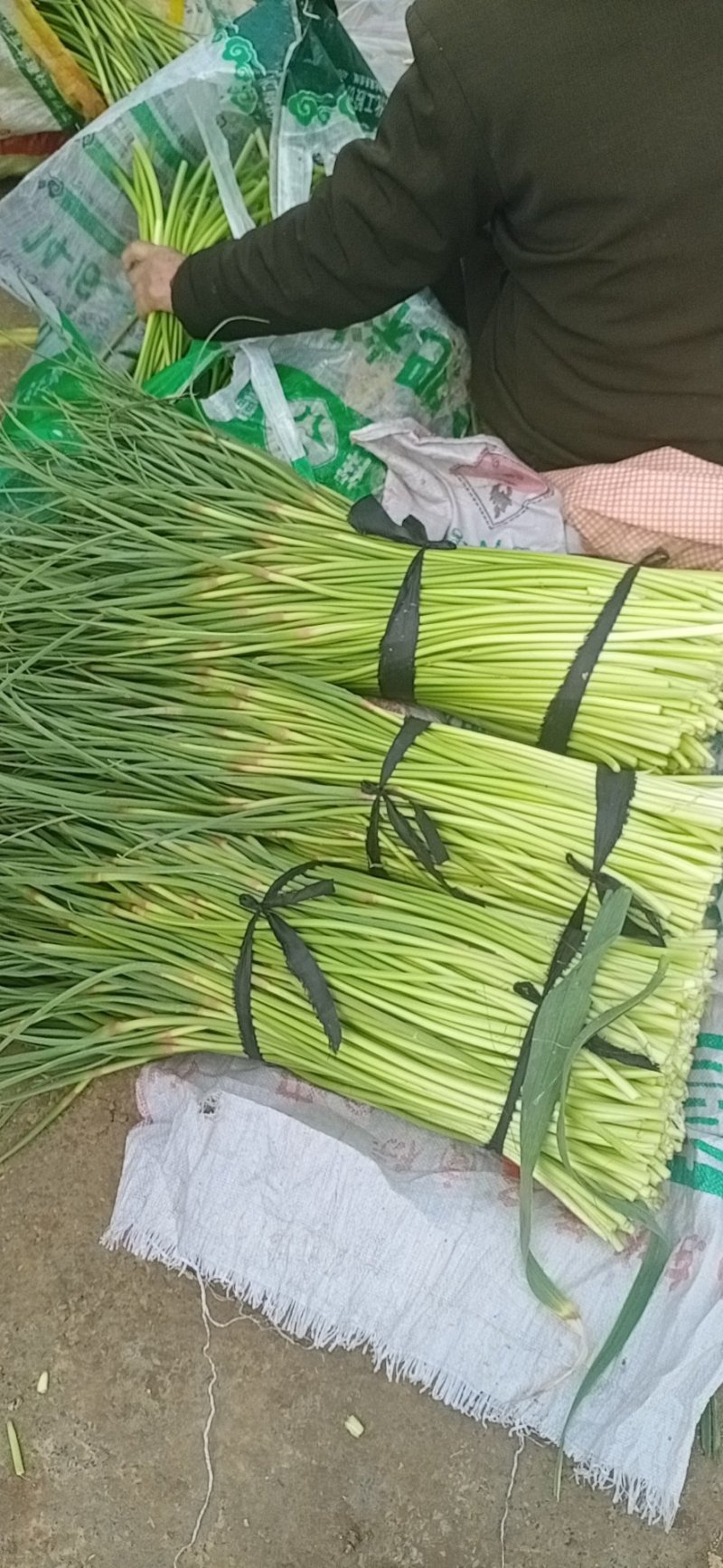 蒜苔，大蒜新鲜上市，质量保证量大从优，欢迎订购