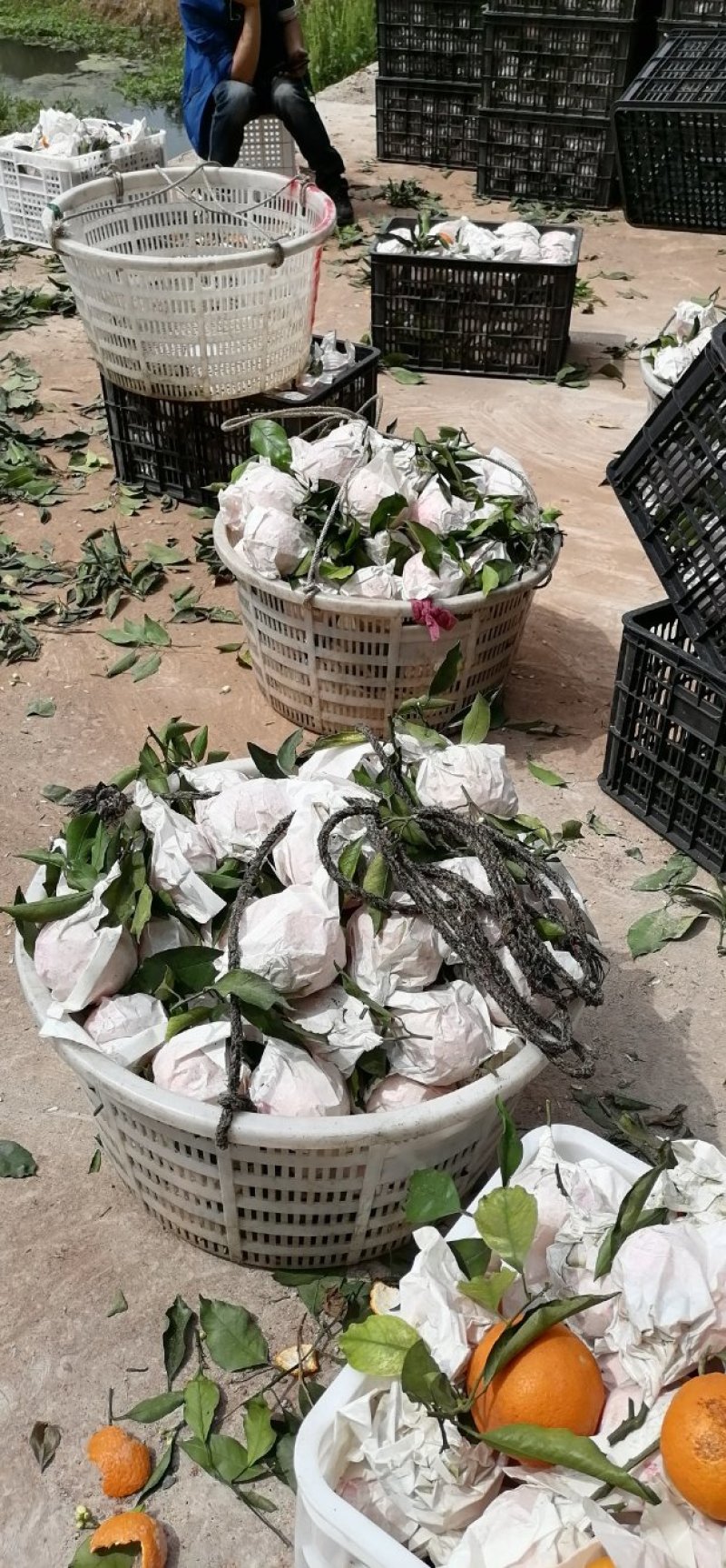 澎山还有青见果子产地直供可视频看货