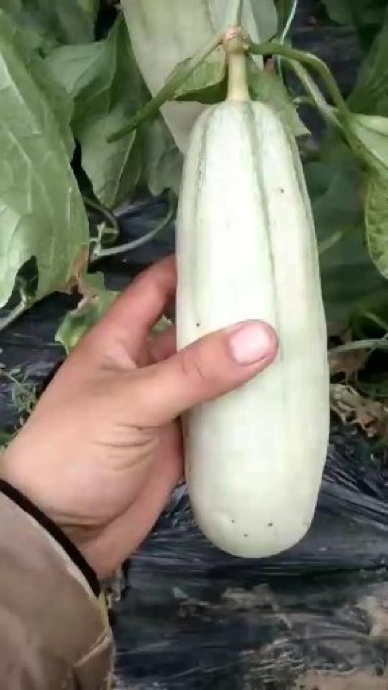 山东甜瓜精品博洋系列甜瓜产地直销一手货源价格低质量好