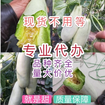山东甜瓜精品博洋系列甜瓜产地直销一手货源价格低质量好