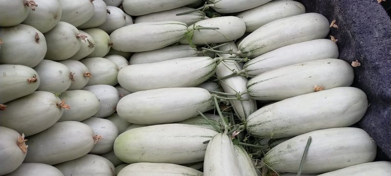 山东甜瓜精品博洋系列甜瓜产地直销一手货源价格低质量好