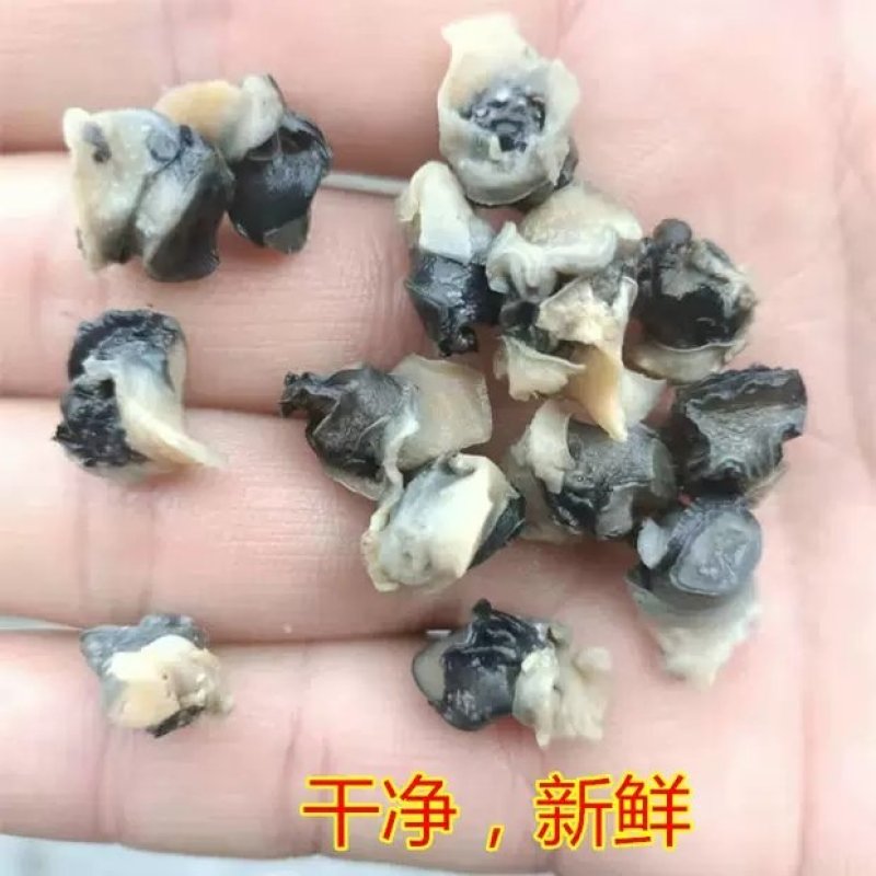新鲜鲜活螺丝肉螺肉螺蛳肉大田螺肉干净小田螺肉苏浙沪皖包邮