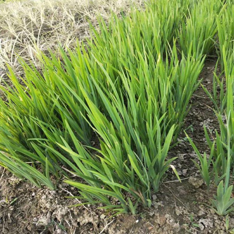 永信水生植物再力花基地直营当年见效，签合同包成活