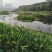 永信水生植物再力花基地直营当年见效，签合同包成活