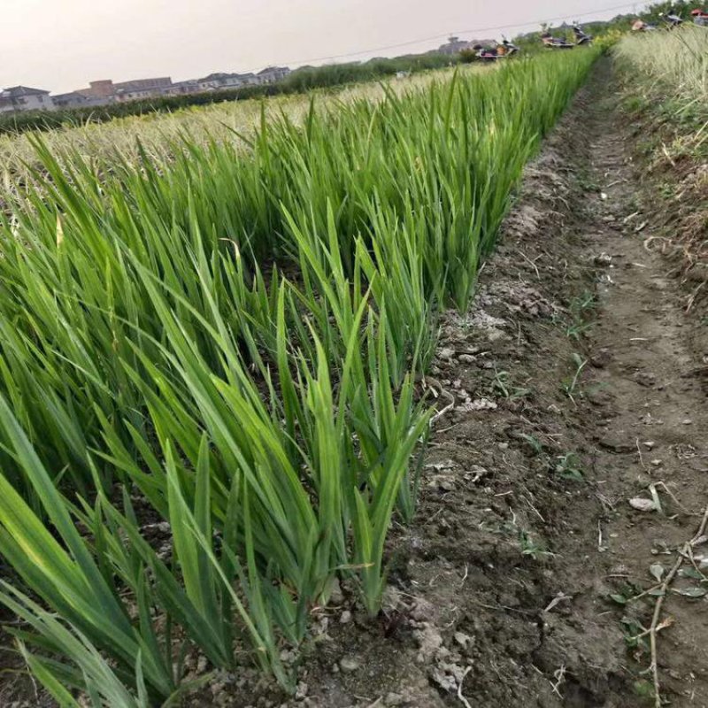 永信水生植物再力花基地直营当年见效，签合同包成活