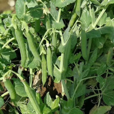 青豌豆