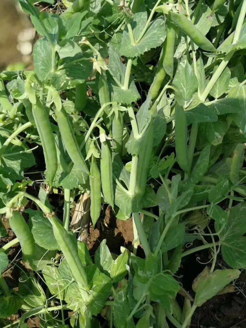青豌豆