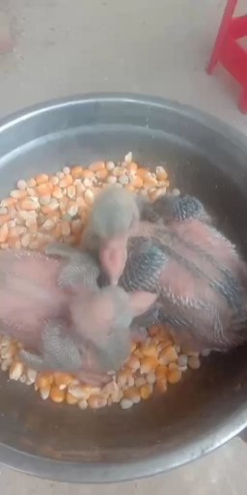 体型体重都能玩的元宝鸽