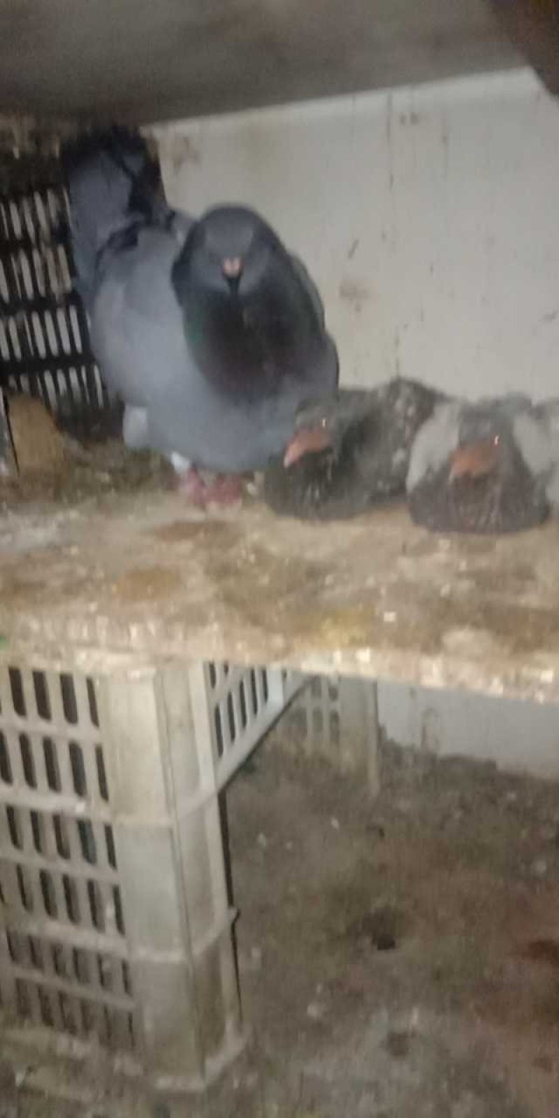 体型体重都能玩的元宝鸽