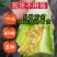 山东甜瓜精品博洋系列甜瓜产地直销一手货源价格低质量好