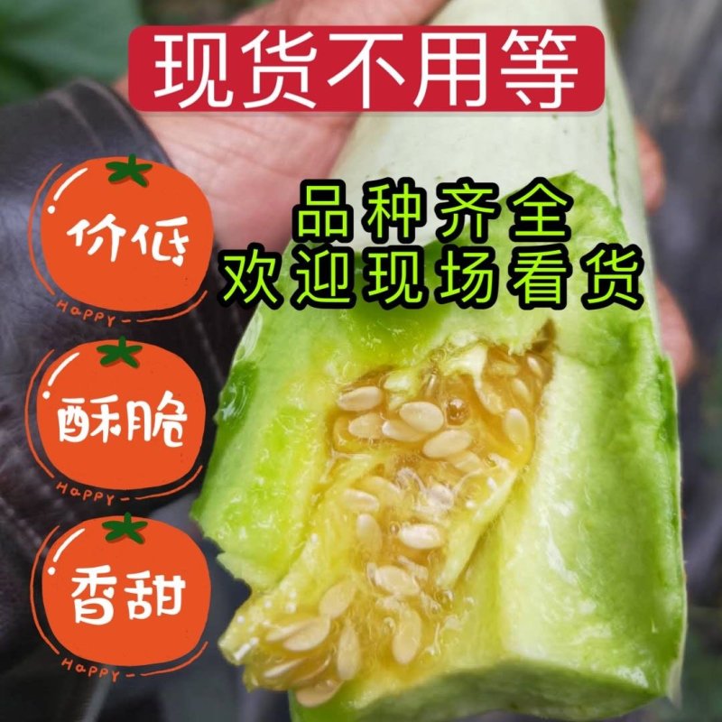 山东甜瓜精品博洋系列甜瓜产地直销一手货源价格低质量好