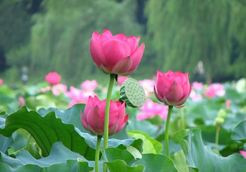 永信水生植物苦草基地直销，无中间商，签合同包成活