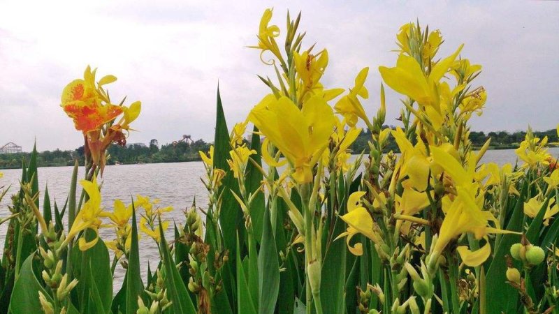 永信水生植物苦草基地直销，无中间商，签合同包成活
