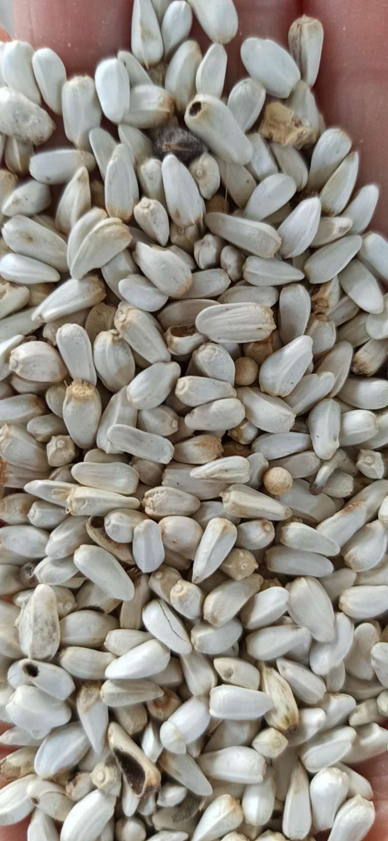 红花籽，优质，量大价格优惠