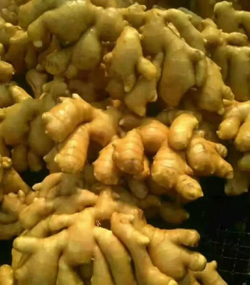 大黄姜产地，日供100吨以上，量大从优，全国发货
