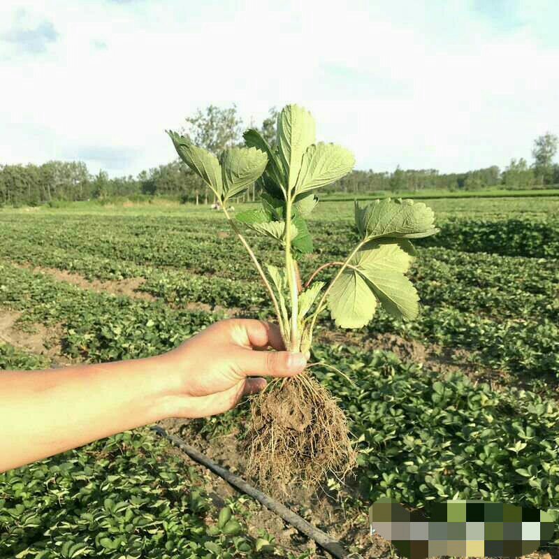 四季奶油草莓苗盆栽阳台绿植根系发达当年结果