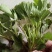 四季奶油草莓苗盆栽阳台绿植根系发达当年结果