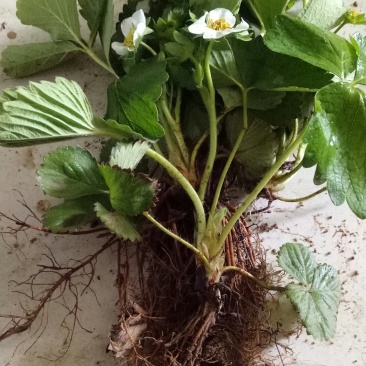 四季奶油草莓苗盆栽阳台绿植根系发达当年结果