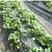 四季奶油草莓苗盆栽阳台绿植根系发达当年结果