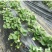 四季奶油草莓苗盆栽阳台绿植根系发达当年结果