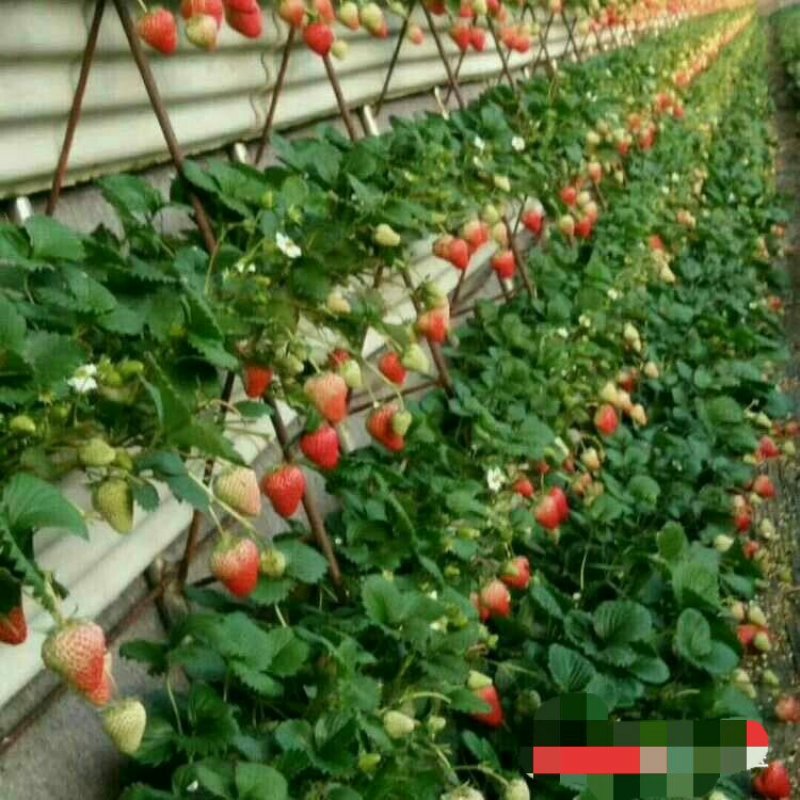 四季奶油草莓苗盆栽阳台绿植根系发达当年结果