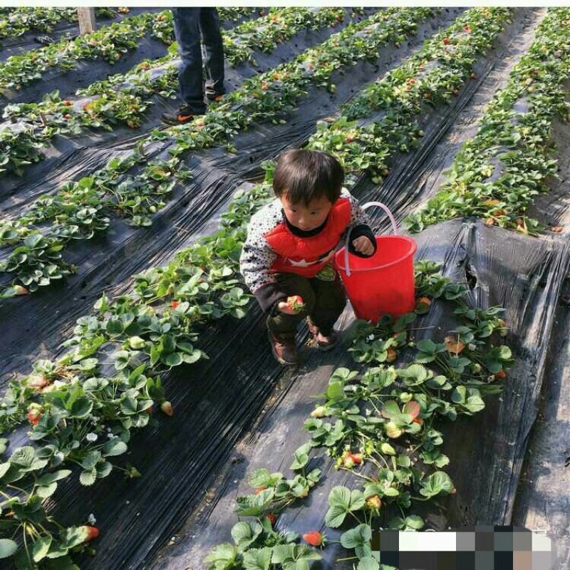 四季奶油草莓苗盆栽阳台绿植根系发达当年结果