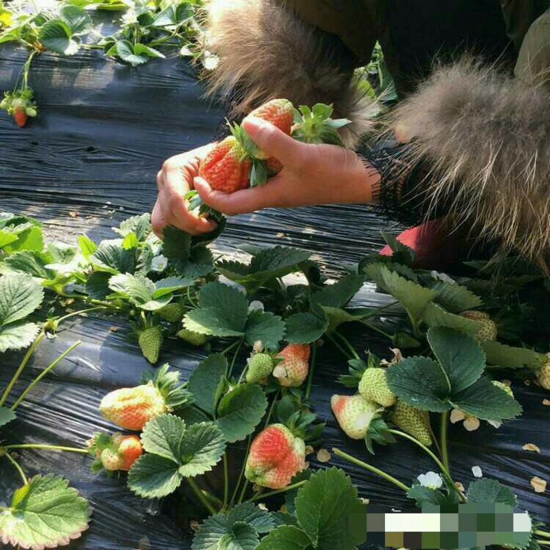 四季奶油草莓苗盆栽阳台绿植根系发达当年结果