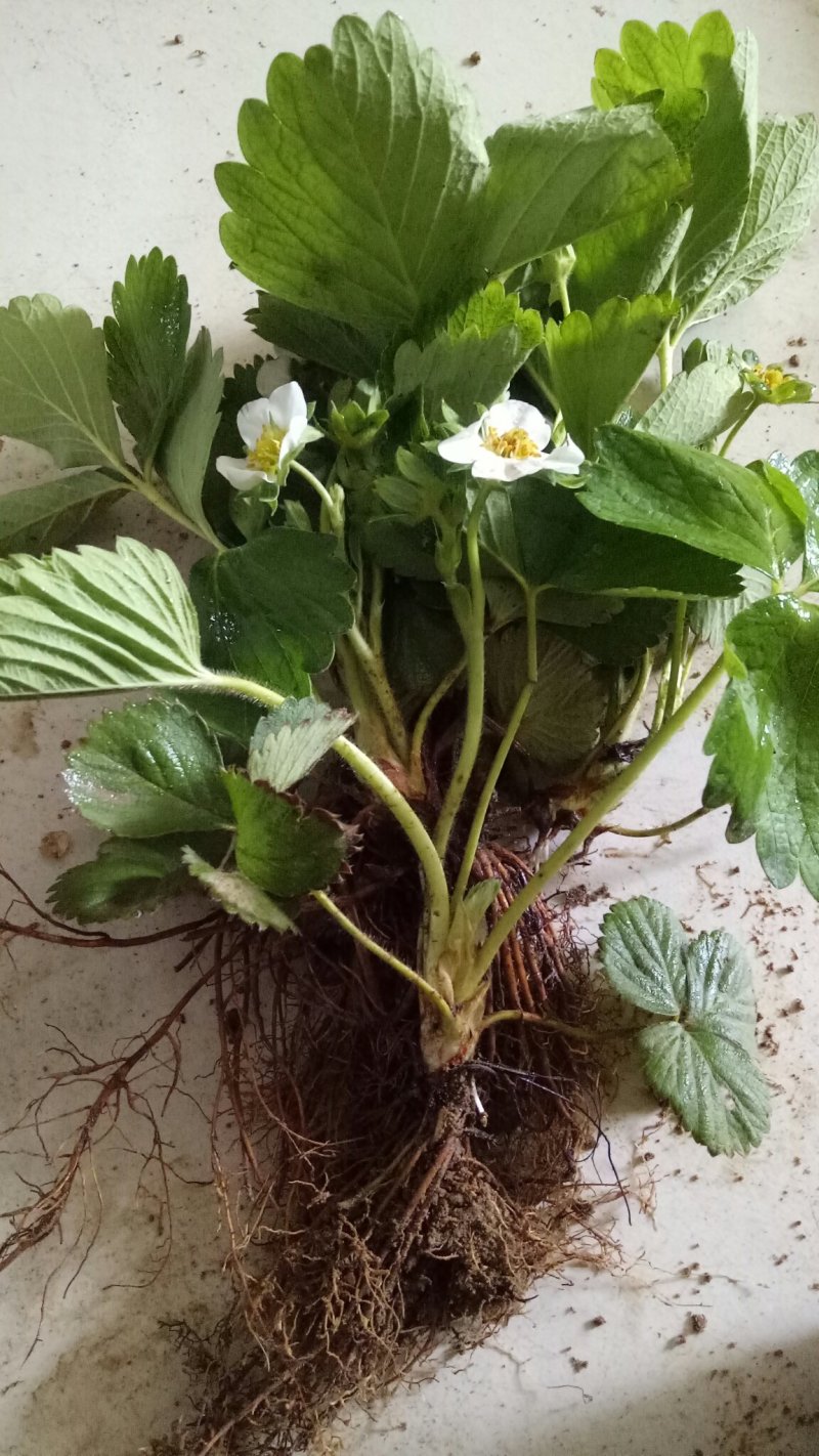 四季奶油草莓苗盆栽阳台绿植根系发达当年结果