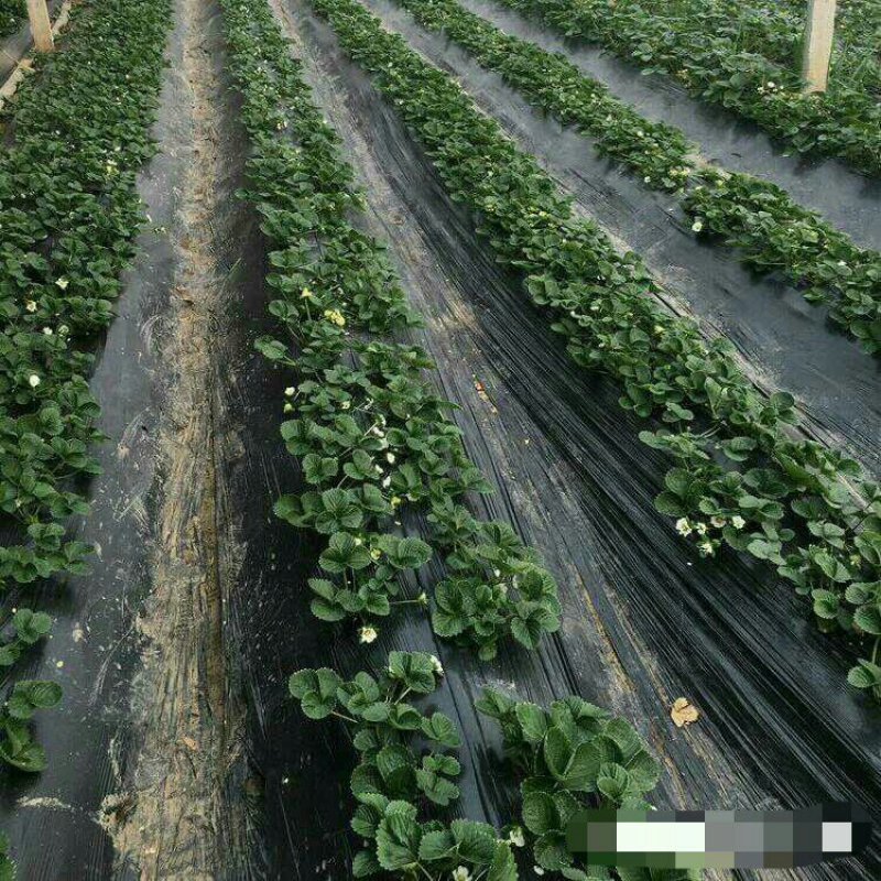 四季奶油草莓苗盆栽阳台绿植根系发达当年结果