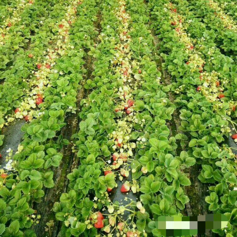 四季奶油草莓苗盆栽阳台绿植根系发达当年结果