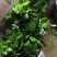 四季奶油草莓苗盆栽阳台绿植根系发达当年结果