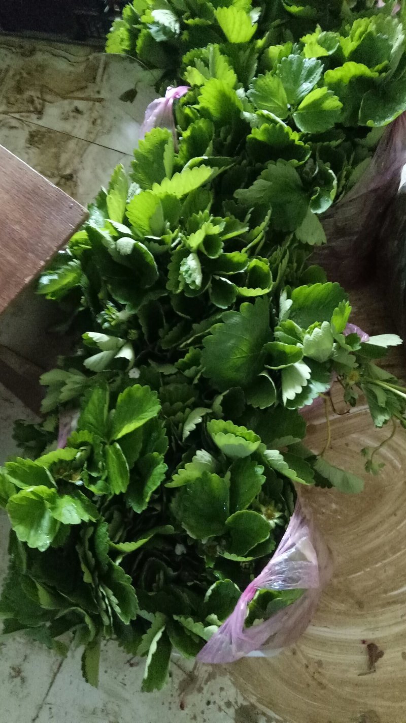 四季奶油草莓苗盆栽阳台绿植根系发达当年结果