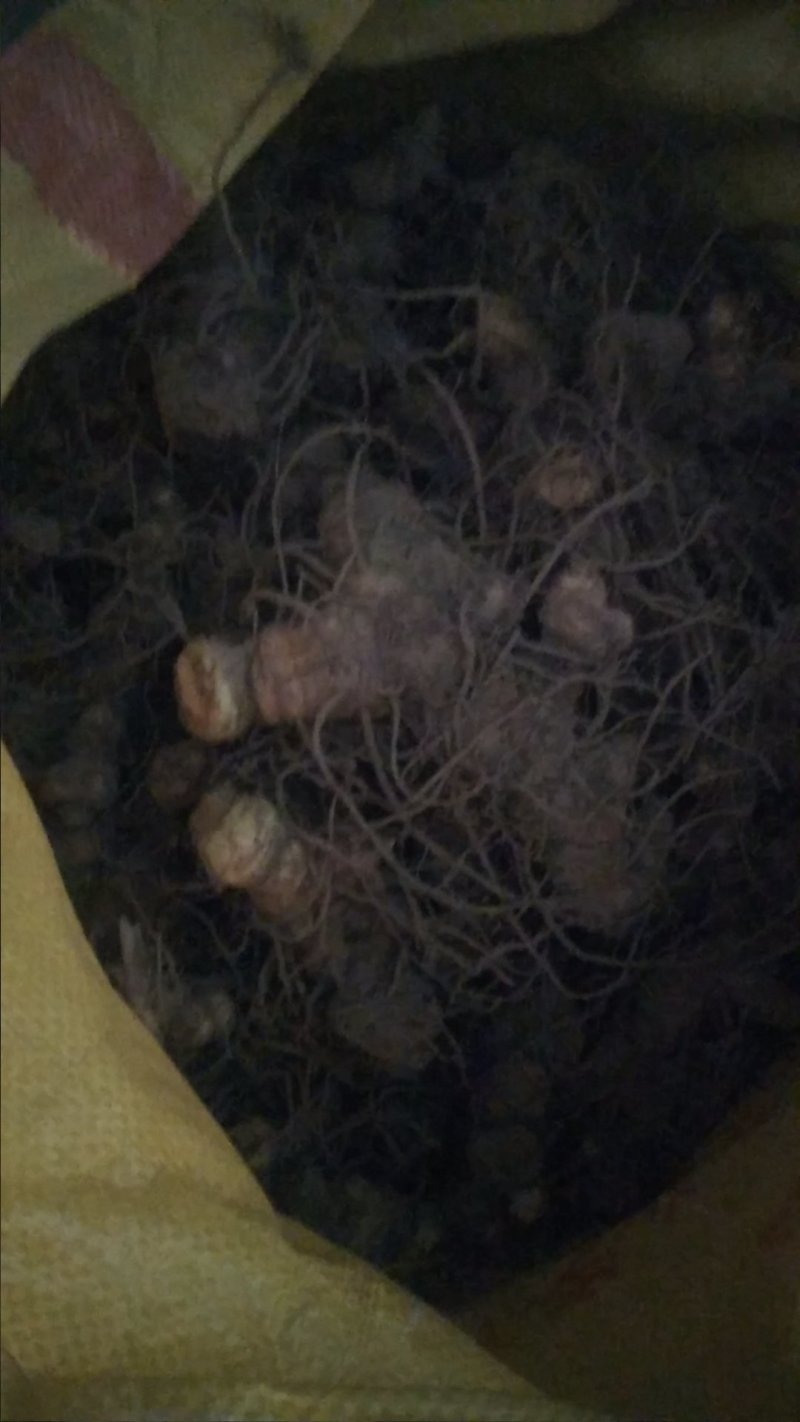 多花姜型甜黄精