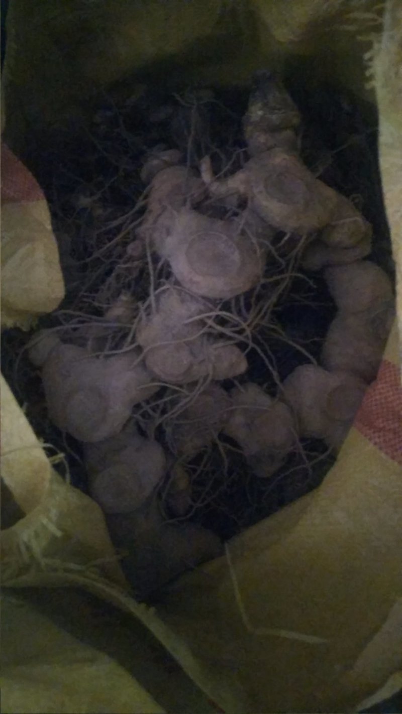 多花姜型甜黄精