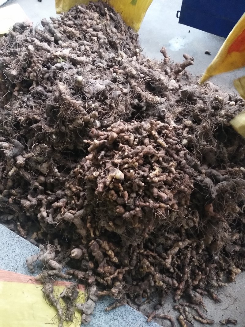多花姜型甜黄精