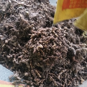 多花姜型甜黄精