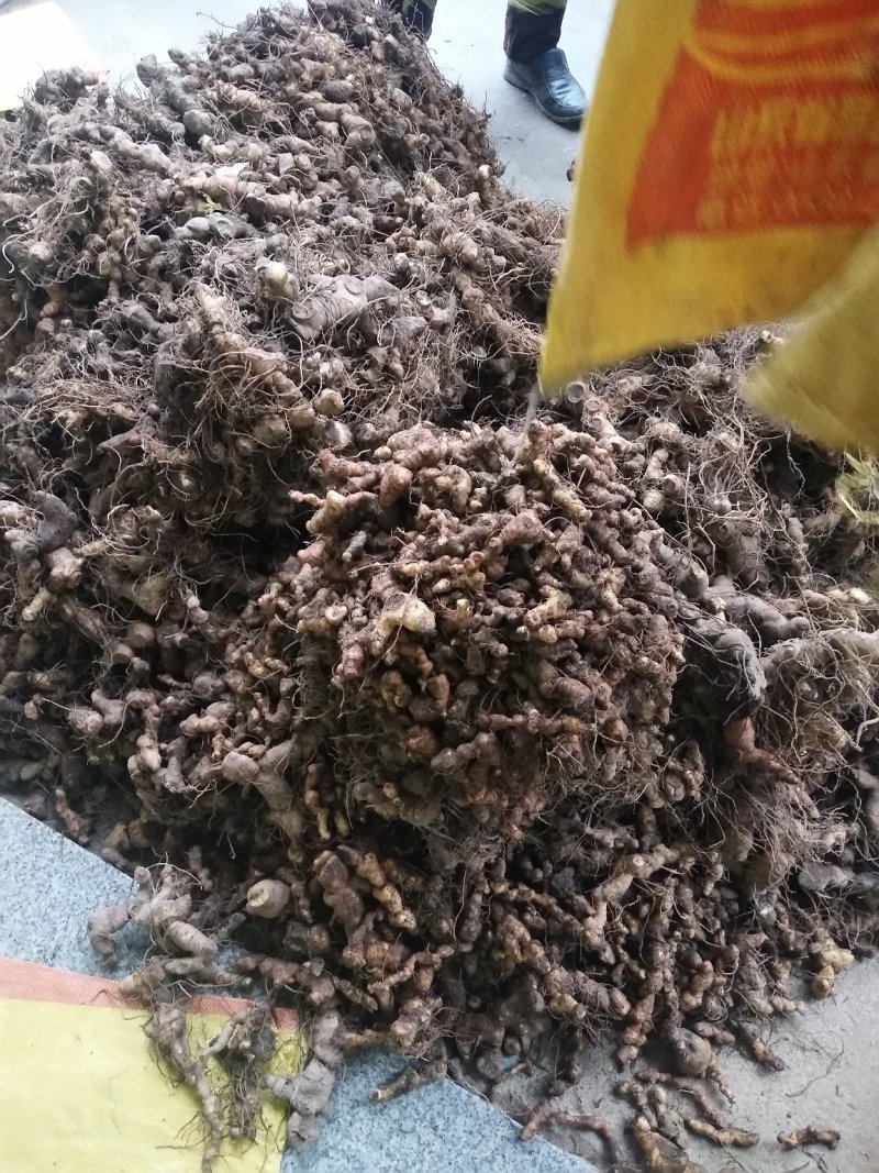 多花姜型甜黄精
