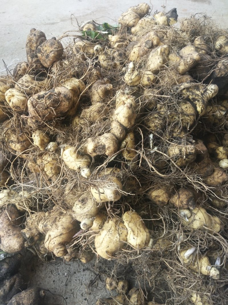 多花姜型甜黄精