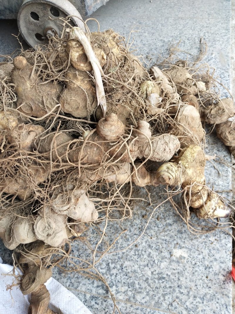多花姜型甜黄精