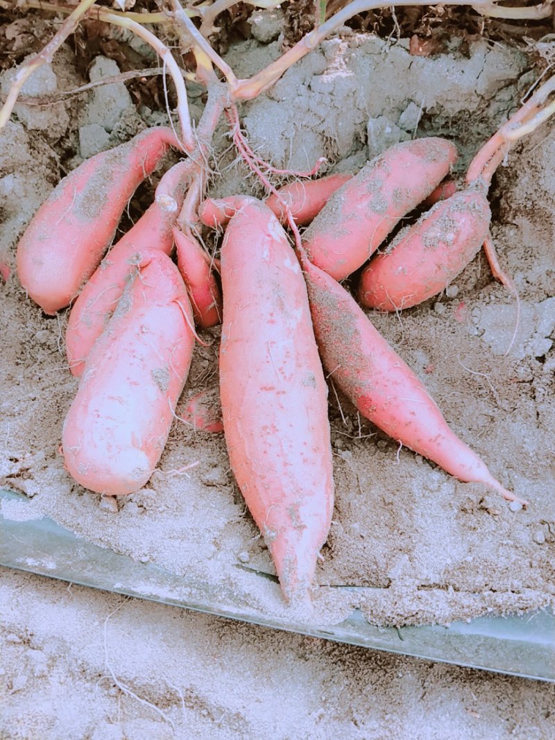 西瓜红