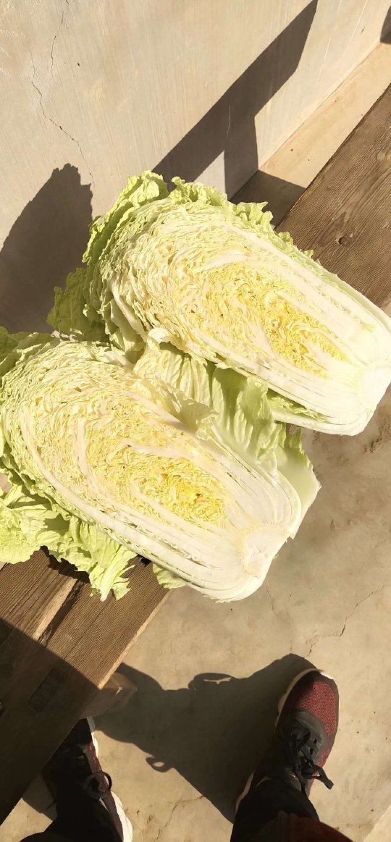 山东大白菜肥城北京三号白菜货量大品质好价位低