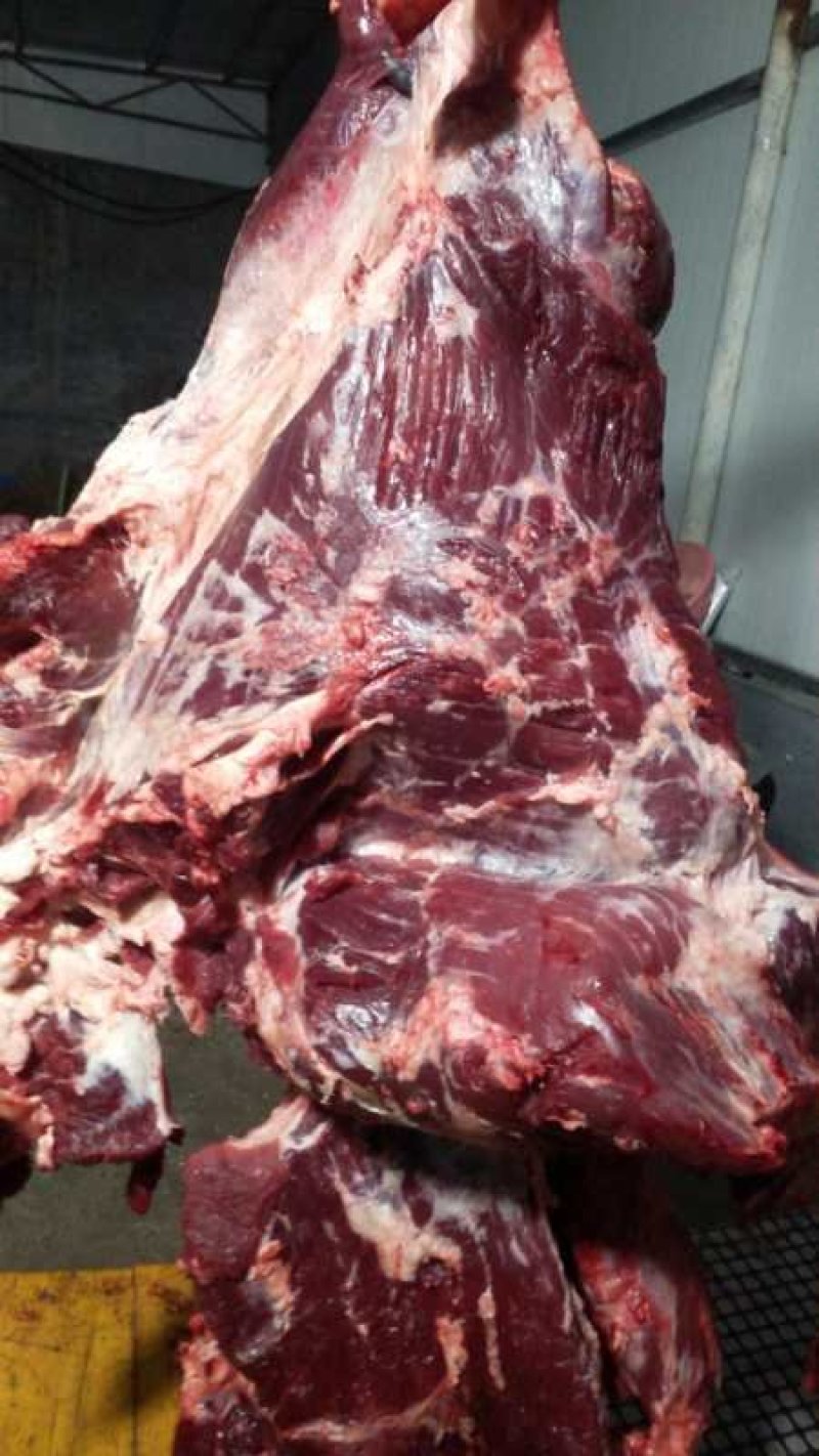 纯干鲜牛肉正宗鲁西黄牛