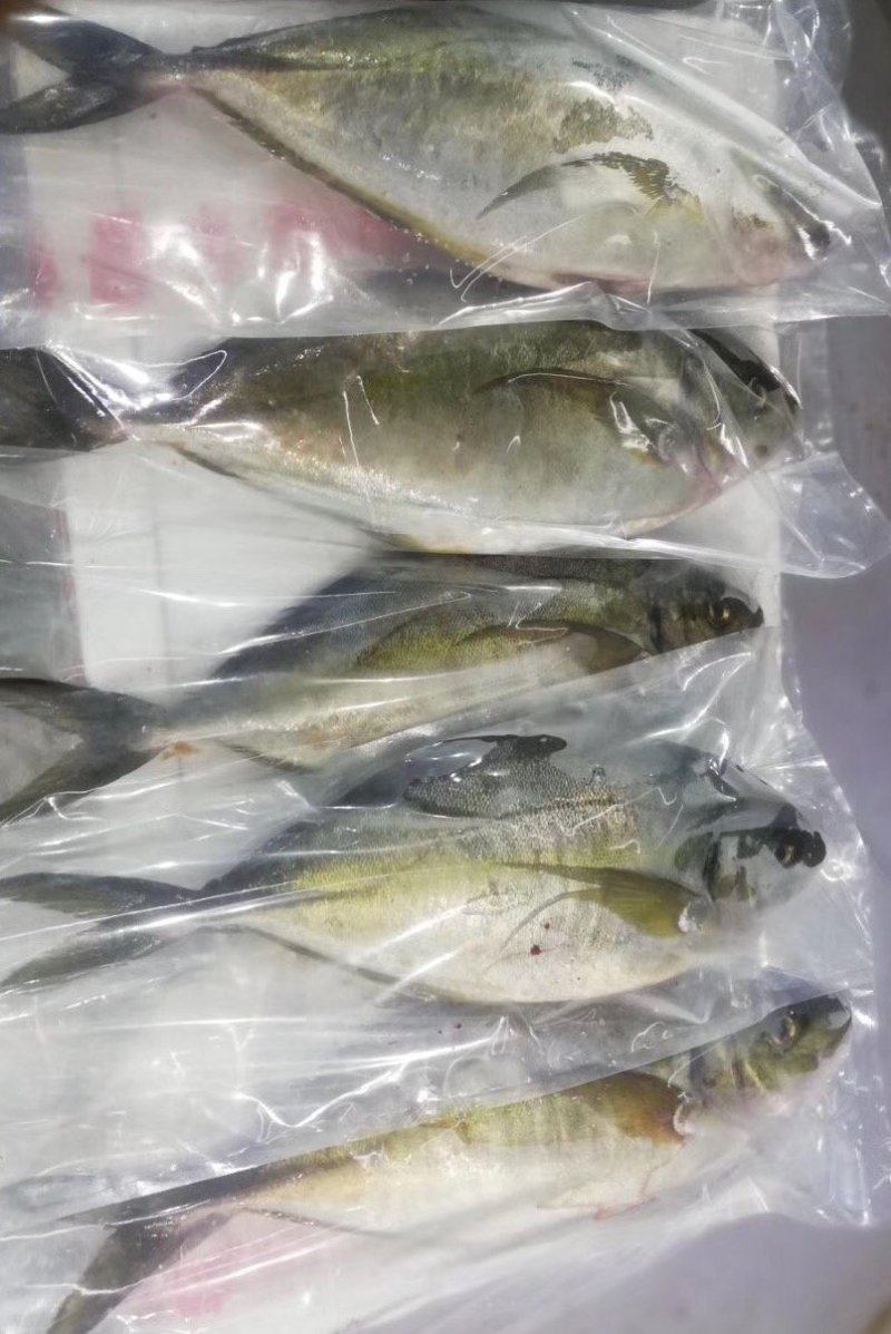 辽宁大连池鱼王：一手货源，批发零售，一件代发