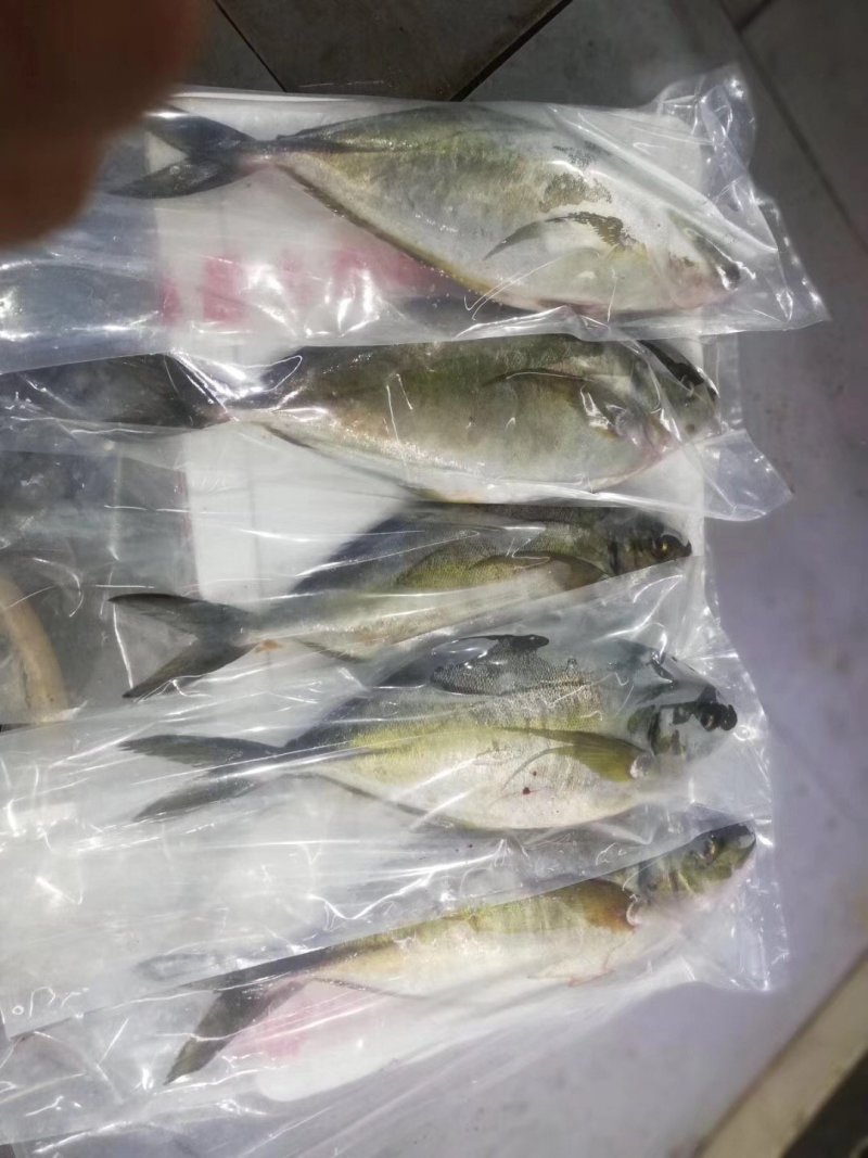 辽宁大连池鱼王：一手货源，批发零售，一件代发